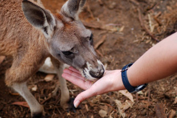 houston petting zoo