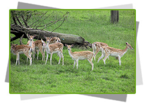 fallowdeer -Austin petting zoo