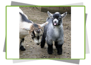 pygmy-goat