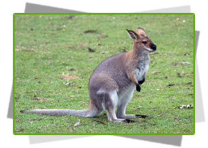 wallaby