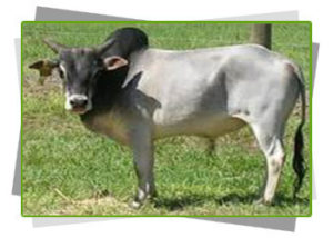 zebu