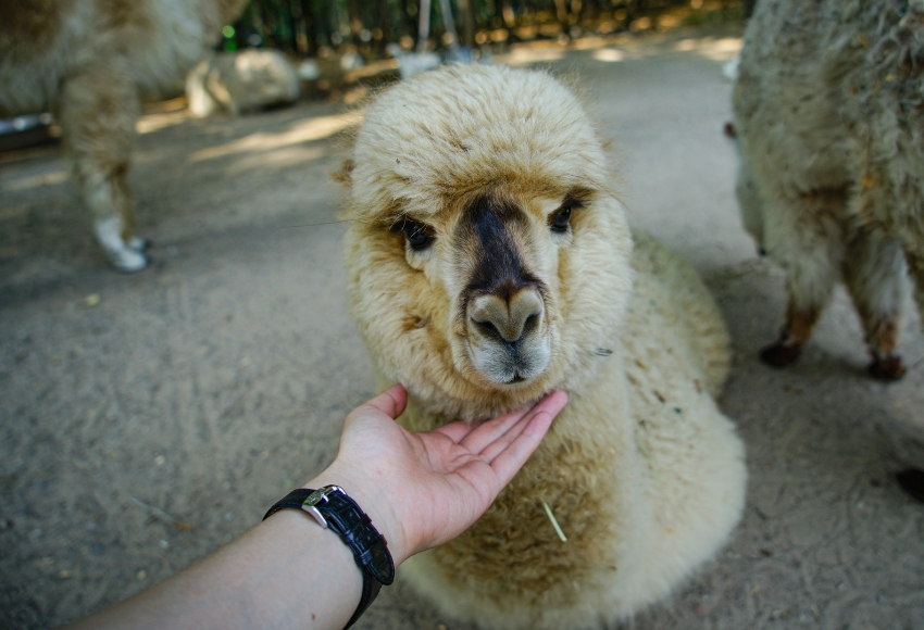 Alpacas