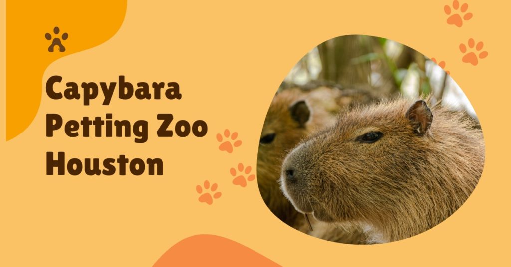 Capybara Petting Zoo in Austin