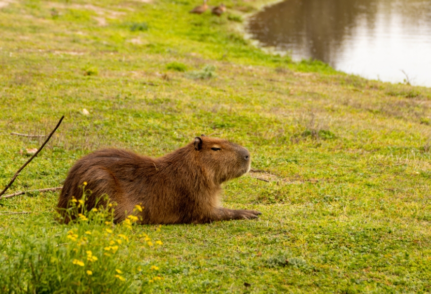 Capybara