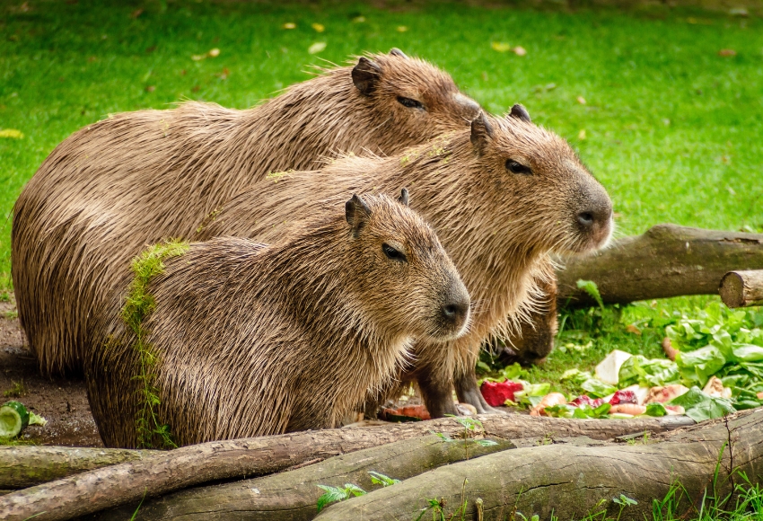 Capybara Zoo Austin