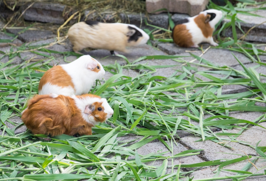 Guinea Pigs